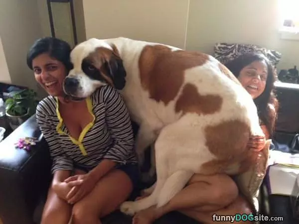 Cute Little Lap Dog