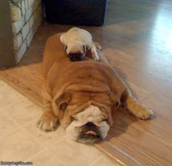 Dog Ride
