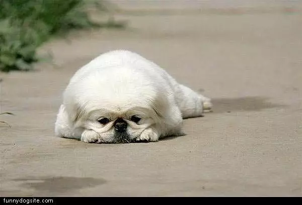 Grond White Pug