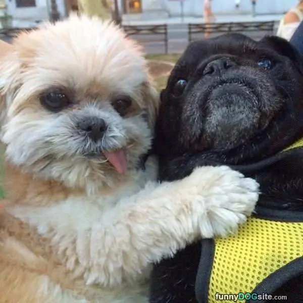 Buds