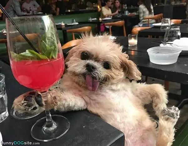 This Dog Is Comfortable