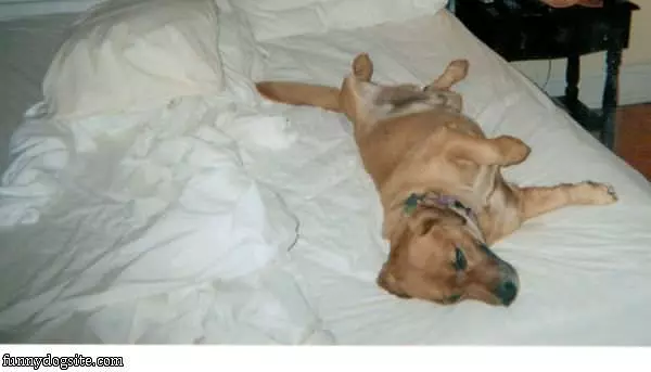 Twinky Taking A Nap