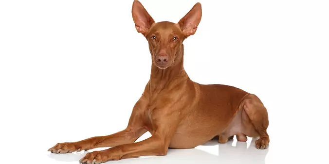 Pharaoh Hound