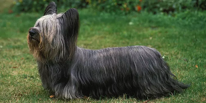 Skye Terrier