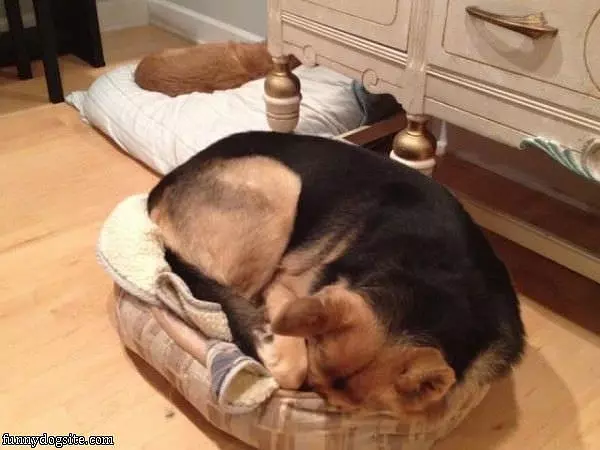 Relaxed Dog