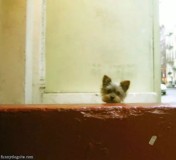 Oh Hai