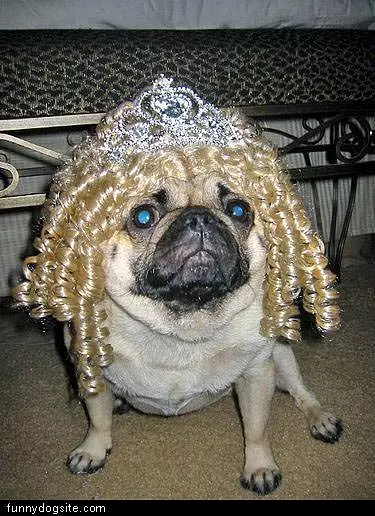 Pug Wig