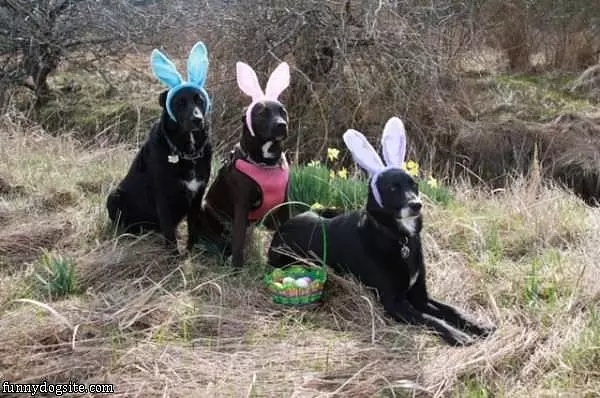 Easter Bunnys