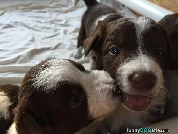 Give Me A Kiss