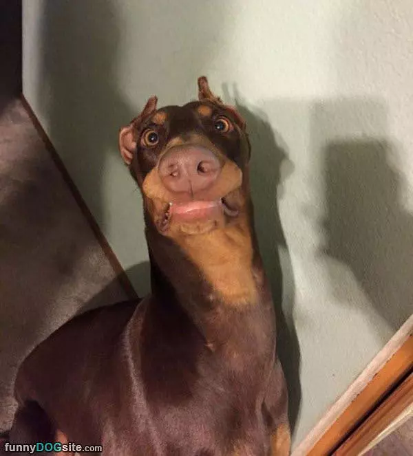 What You Just Say