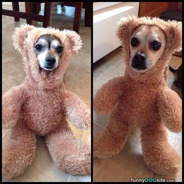 Bear Dog