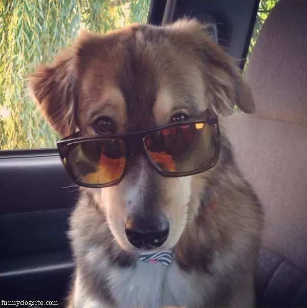 Sunglasses On