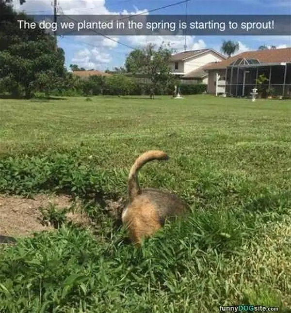 The Dog We Planted Is Sprouting
