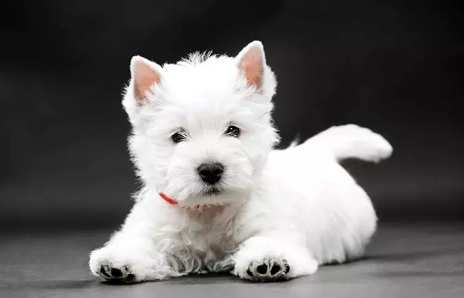 West Highland White Terrier...