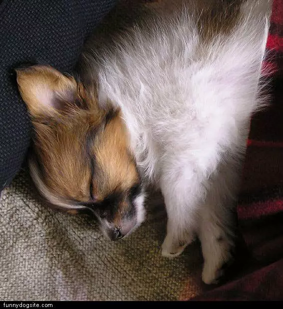 Just A Lil Nap