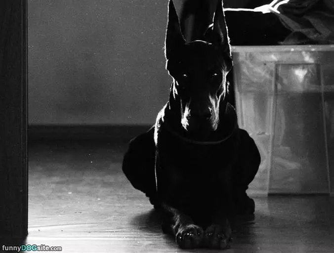 That Is A Cool Dog