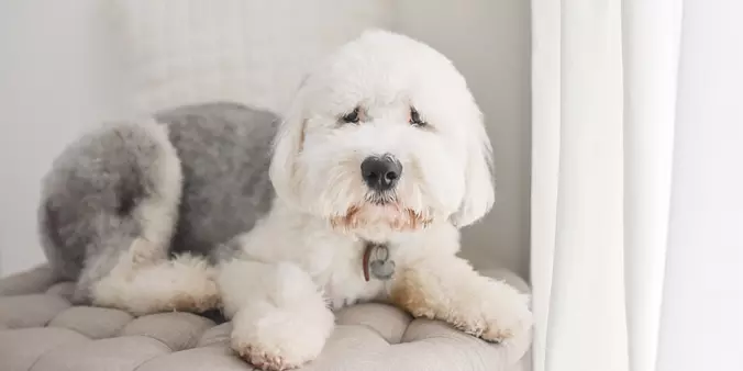 Old English Sheepdog puppy