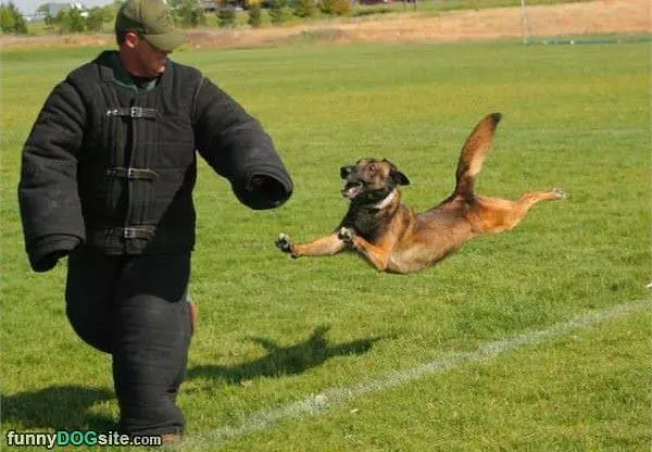 Diving For It