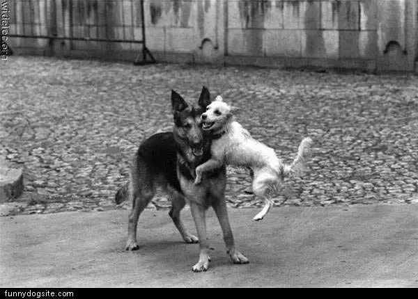 Dog Jump