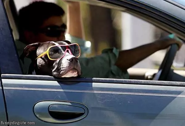 Just A Typical Dog