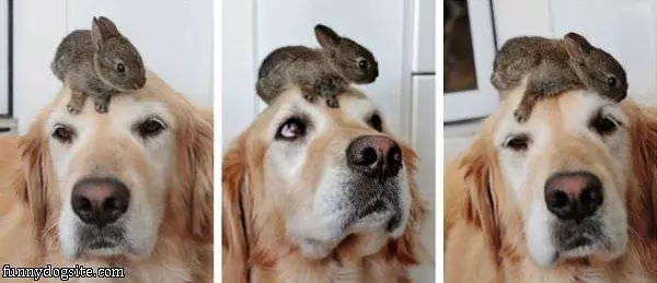 Bunny Head