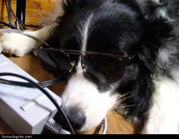 Sun Glasses Dog