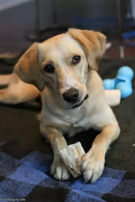 Chewing On My Bone
