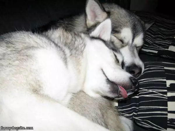 Dreaming Together