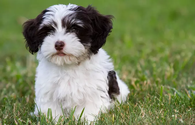 White and black Havanese