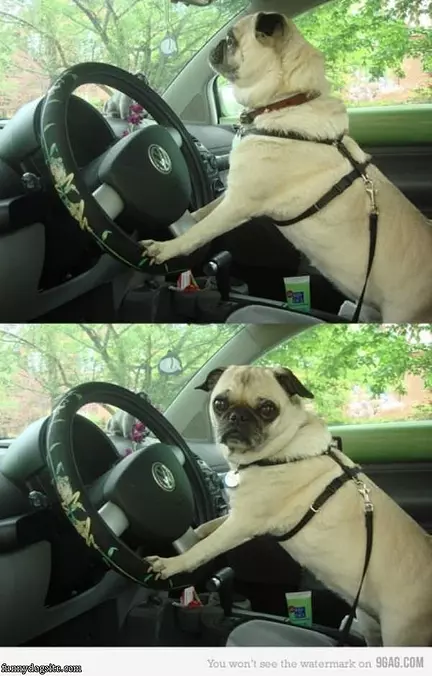 Pug Driver