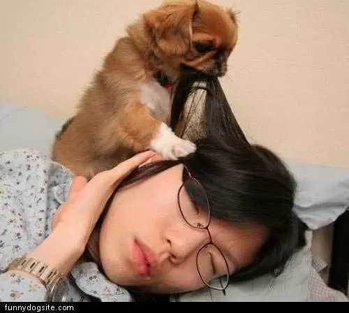 Puppy Tugging