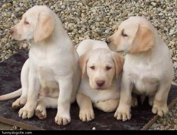 3 Labs Hanging Out