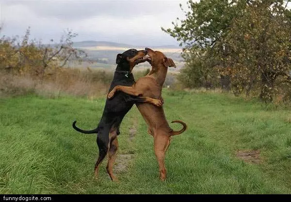 Standing Dog Hug