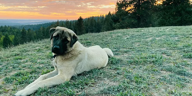 Anatolian Shepherd Dog