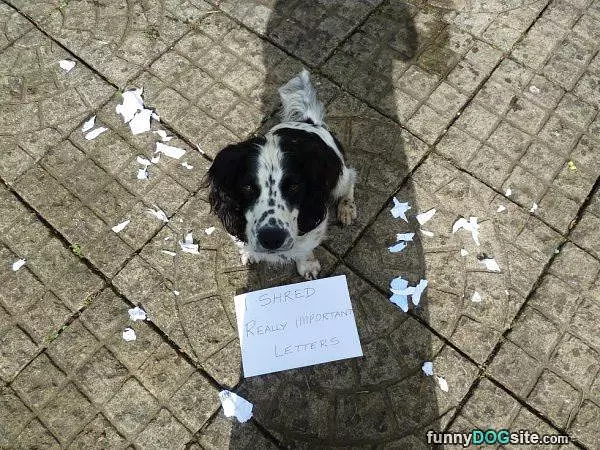 Shredder
