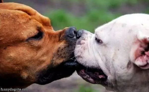 The Dog Kiss