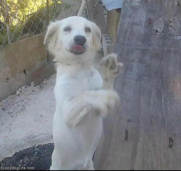Can I Have Treats