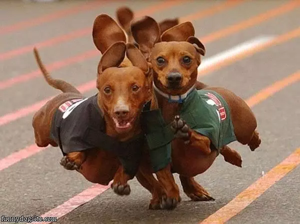 Running Wild