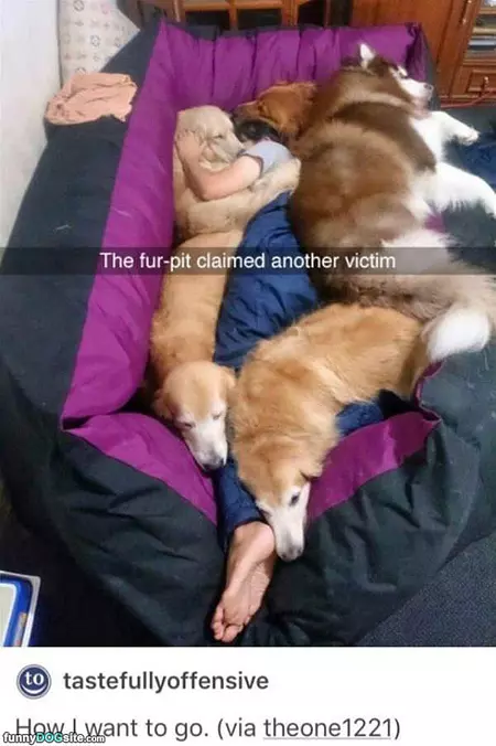 The Fur Pit