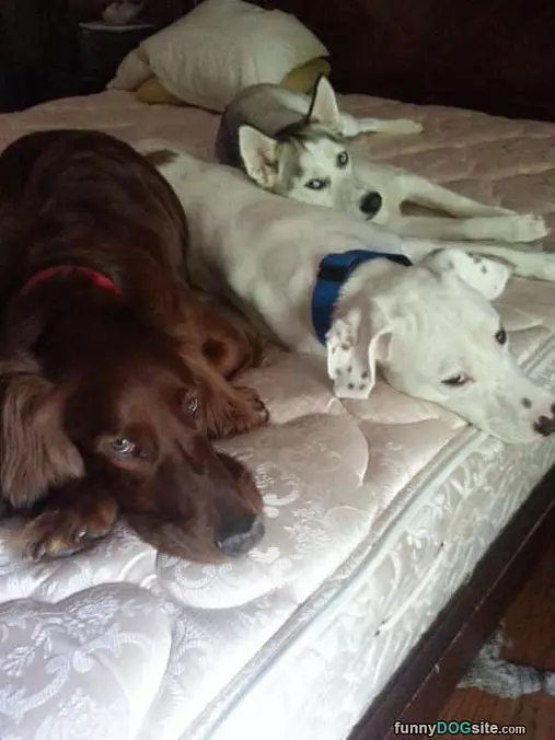 Sharing The Bed