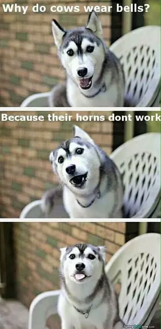 Why Do Cows Wear Bells