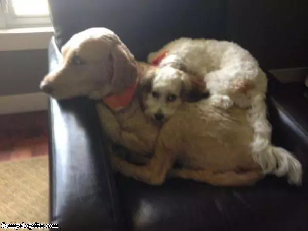 Cuddling Up Together