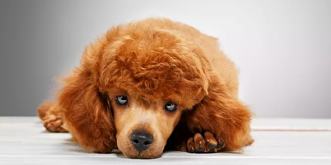 Brown Poodle (Miniature)