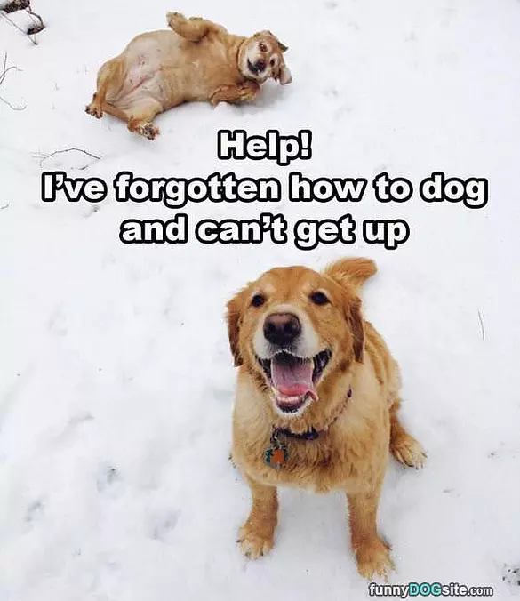 Forgotten How To Dog