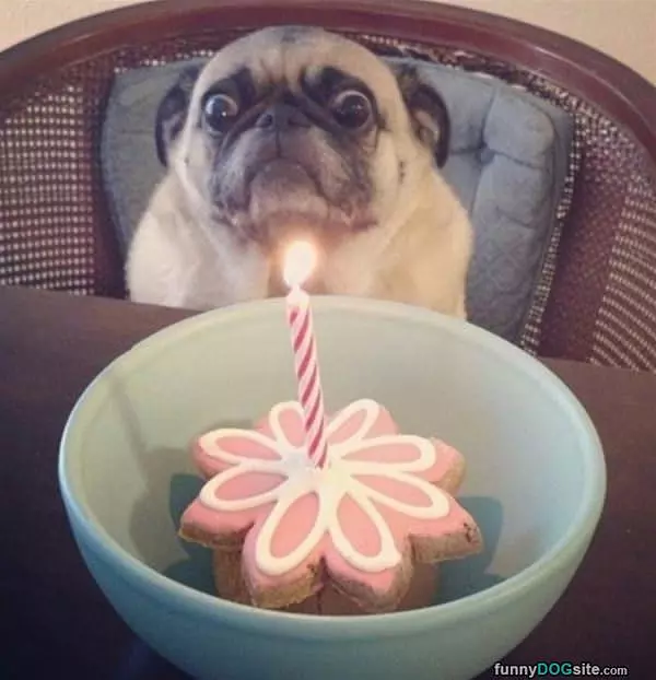 Birthday Wishes