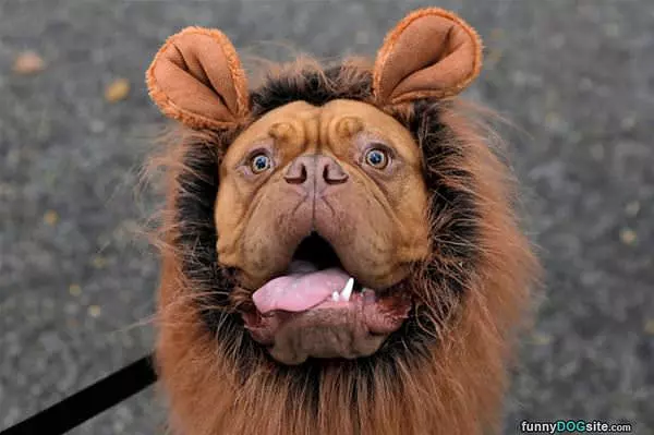 Have My Costume On