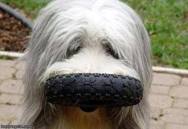 Chewing A Tire