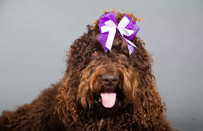 barbet dog funny