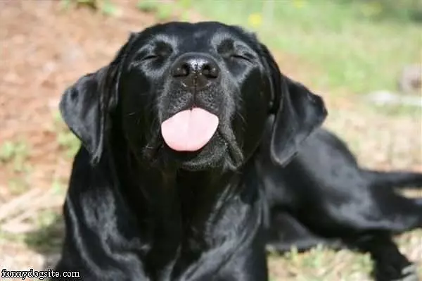 Tasting The Air