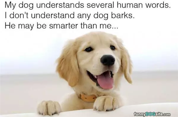 My Dog May Be Smarter Than Me
